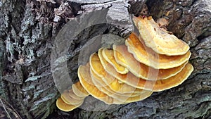 Parasitic mushrooms on a tree trunk. Mushrooms on a tree