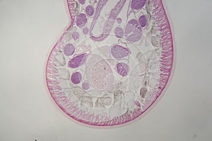 Parasitic nematode worm Ascaris sp. under the microscope