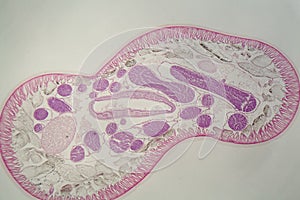 Parasitic nematode worm Ascaris sp. under the microscope