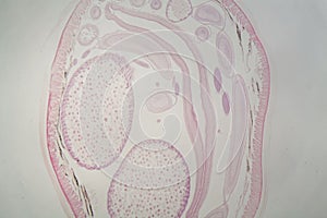 Parasitic nematode worm Ascaris sp. under the microscope