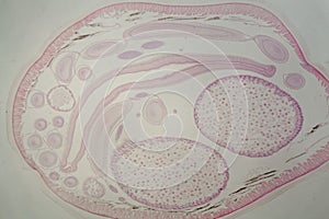 Parasitic nematode worm Ascaris sp. under the microscope