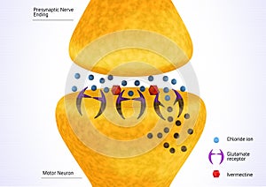 Parasitic nerve synapse inhibited by ivermectin. 3D rendering illustration