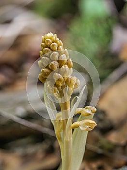 The parasitic orchid called bird`s-nest orchid