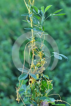 The parasitic plant cuscuta grows among crops