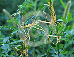 The parasitic plant cuscuta grows among crops