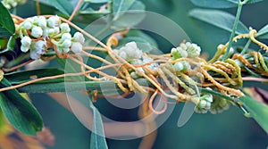 The parasitic plant cuscuta grows among crops