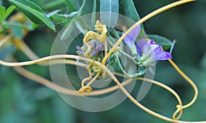 The parasitic plant cuscuta grows among crops