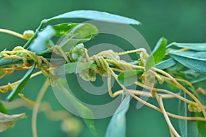 The parasitic plant cuscuta grows among crops
