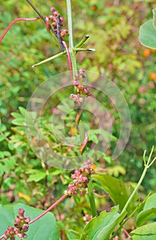 Parasitic plant dodder