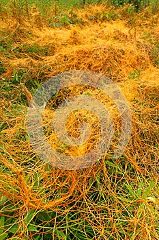 Parasitic Plant Dodder