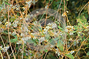The parasitic plant field dodder (Cuscuta campestris) grows among crops