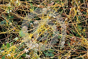The parasitic plant field dodder (Cuscuta campestris) grows among crops