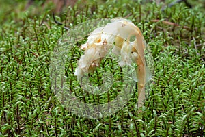 Parasitic plant Pinesap (False beech-drops, Hypopitys monotropa) in a pine forest