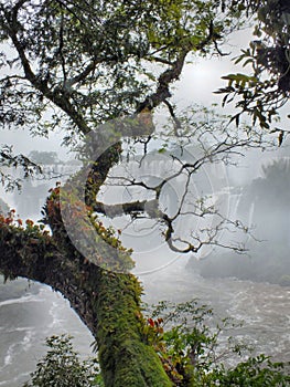 Parasitic plants overlooking Iguacu Falls
