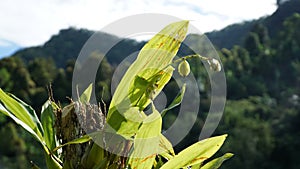 Parasitic plants, this plant usually struggles with other plants to survive