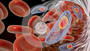 Parasitic protozoans Toxoplasma gondii