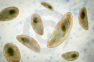 Parasitic protozoans Toxoplasma gondii