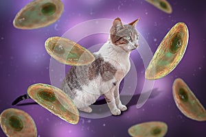 Parasitic protozoans Toxoplasma gondii