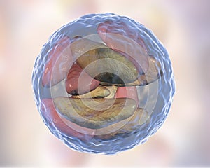 Parasitic protozoans Toxoplasma gondii in bradyzoites stage inside cyst