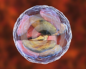 Parasitic protozoans Toxoplasma gondii in bradyzoites stage inside cyst