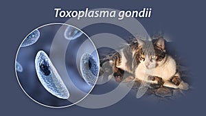 Parasitic protozoans Toxoplasma gondii photo