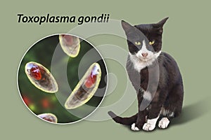 Parasitic protozoans Toxoplasma gondii photo