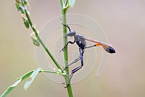 Parasitic sand wasp