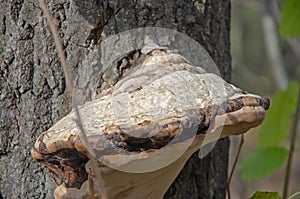 Parasitic tinder fungus on the tree trunk in the park