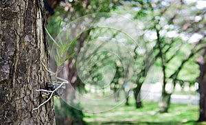 Parasitic tree with big tree In the concept of growth, survival by relying on sucking food from greater than dependency