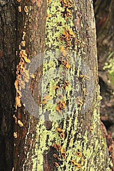 Parasitic tree fungi (Plicatura crispa) photo