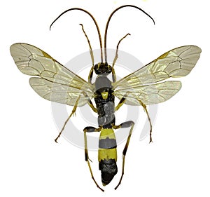 The Parasitic Wasp Amblyteles on white Background