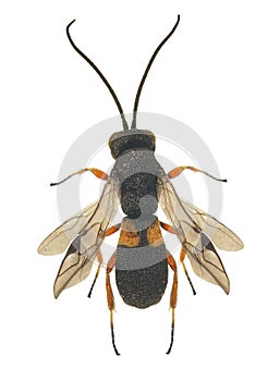 Parasitic wasp, Chelonus insularis