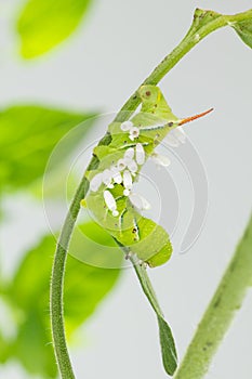 Parasitic wasp cocoons on hornworm