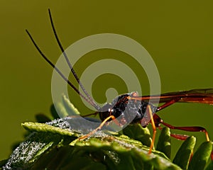 Parasitic wasp Ichneumonidae