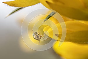 Parasitic wasp larva latched onto an Araniella spider on gorse.