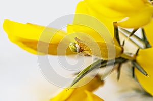 Parasitic wasp larva latched onto an Araniella spider on gorse.