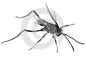 Parasitic wasp photo