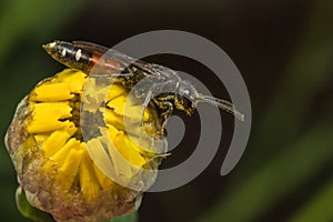 Parasitic Wasp