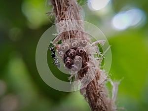 Parasitic wasp on stink bug eggs