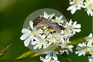 Parasitic wasp on umbellifer flower photo