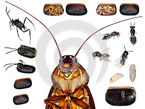 Parasitic wasps of american cockroach photo