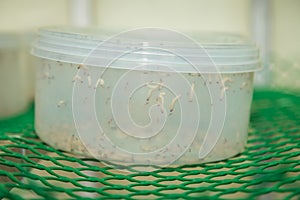 Parasitic wasps feeding in the farm