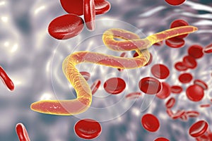 Parasitic worms in blood