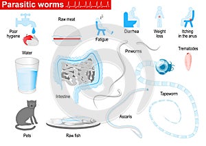 Parasitic worms. Medical Infographic set