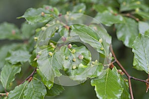 Parasitism on Beech tree in forest