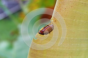 Parasitism is eating banana tree leaves