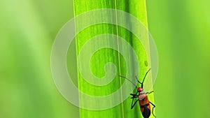 Parasitism with a species called Corizus hyoscyami perched on a yellow iris leaf blade