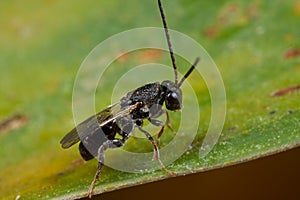 Parasitoid wasp