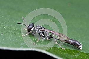 Parasitoid wasp