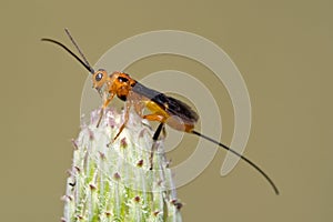 Parasitoid wasp